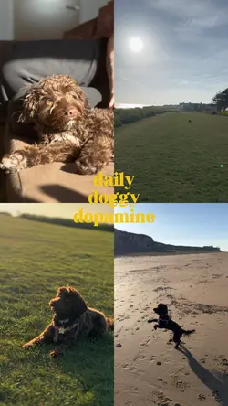 doggy dopamine v2🌞