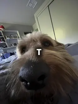 Fav dog everr