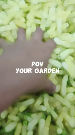 POV Farmers Garden