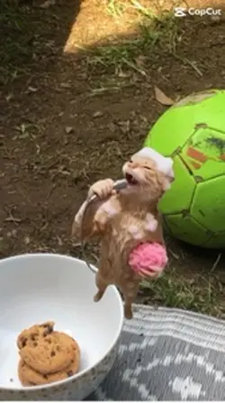 Cat singing 