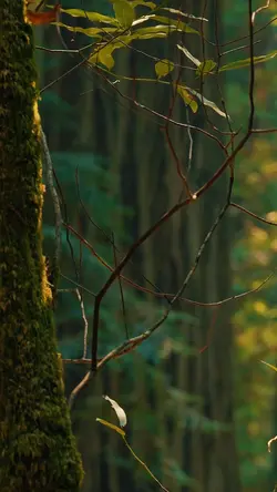 6 Videos Cinematic