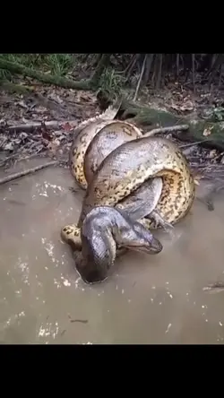 Anaconda 