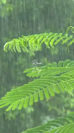 rainy day 