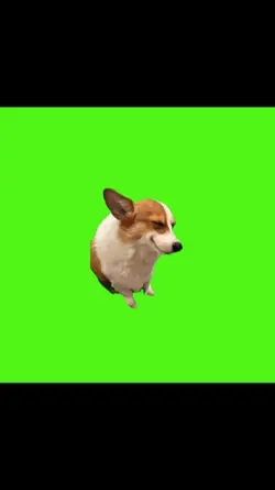 perro riendo