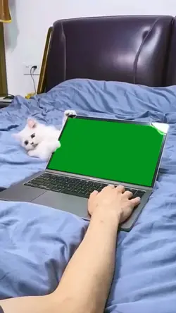 cat laptop 
