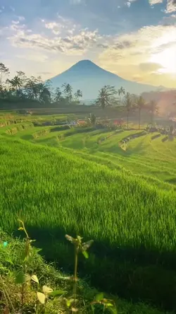 Nature vibes sawah