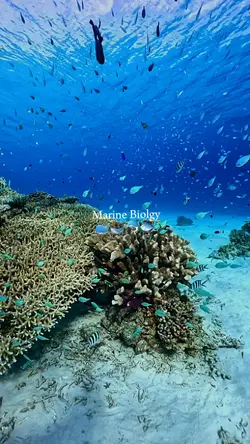 marine biology