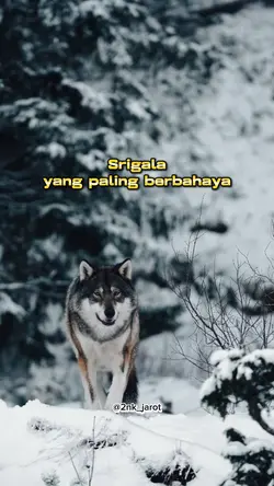 Lone wolf