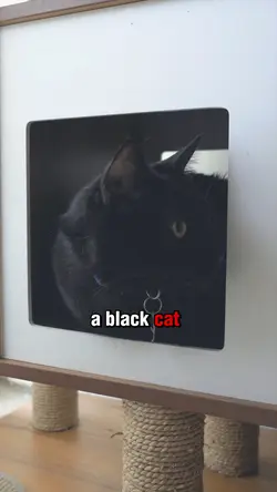 Black cats