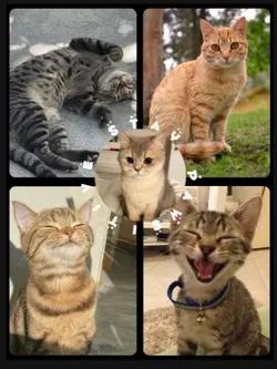 Stay Pawsitive 