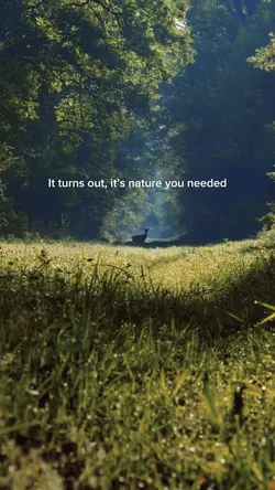 Into the woods