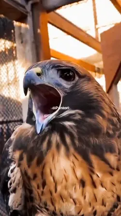 Puntori Eagle Viral 
