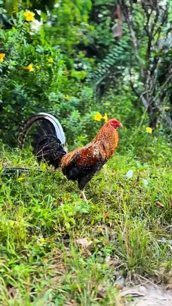 story ayam