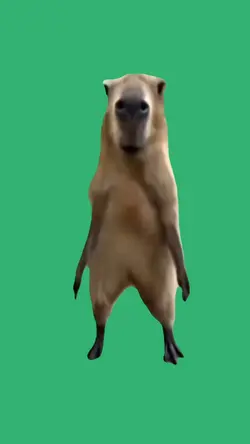 Capybara dancing 