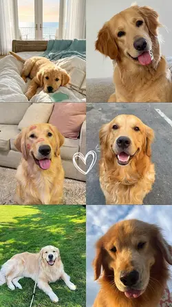 Cute Dog