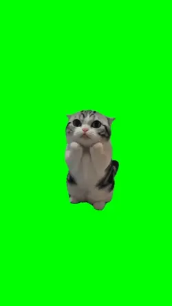Silly cat meme