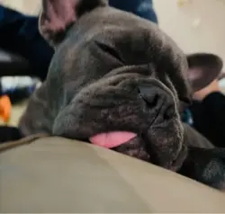 Dormire 