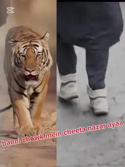cheeta a gya 