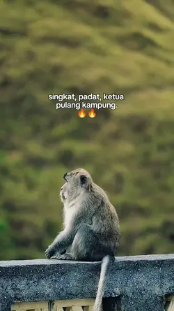 Ketua pulang kampung