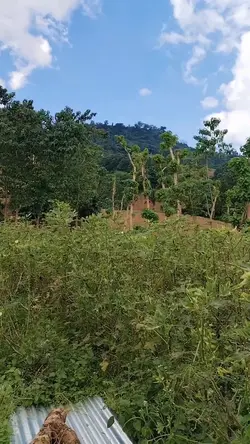 Bahay kubo