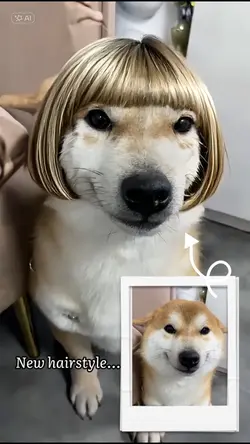 Ai HAIRSTYLE
