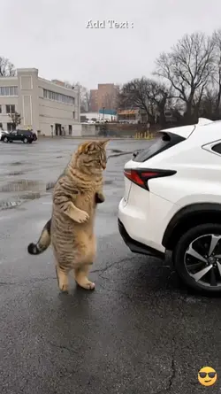 Funny Cat: 