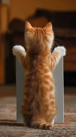 cat canva