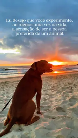 Amor de pet