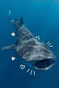 WHALESHARK EDITPPL‼️‼️