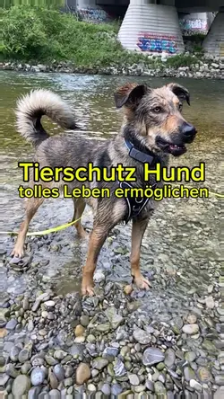 Tierschutz Hund ♥️ 