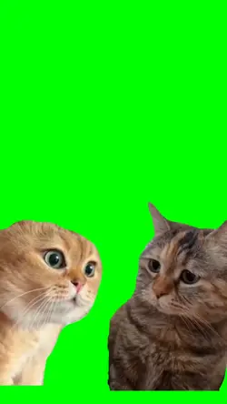 Two Cats Talking
