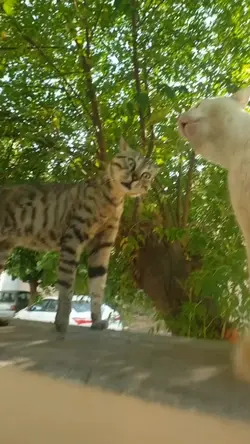 usapang pusa