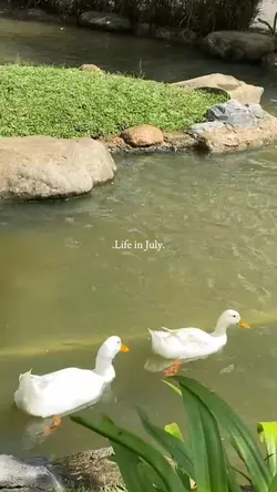 Life in july 