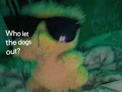 WHO LET THE DOGS OUT