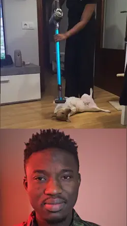 le chien 