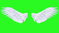 white wings 