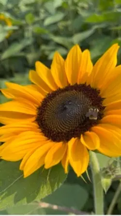Sunflower Festiva
