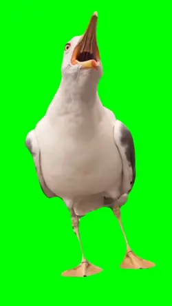 Laughing Bird 