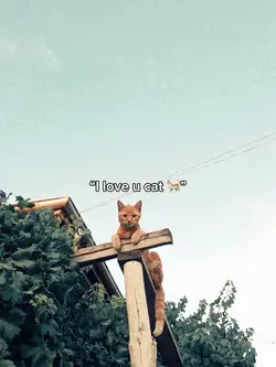 Kedilerr çok seviyom