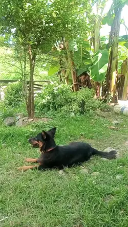 Capcut MALBINTABASAN