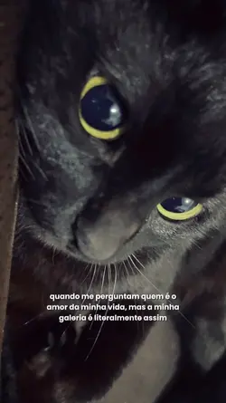 trend gatos