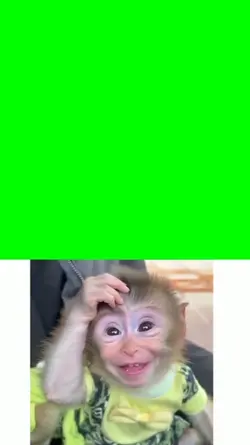 monkey cute