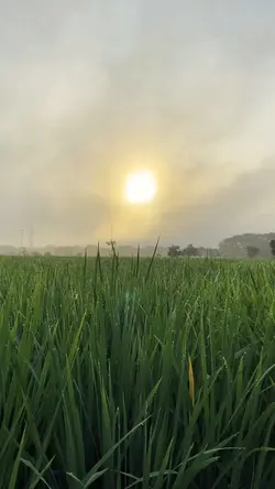 Sawah aesthetic