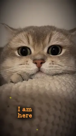 Cat lovers