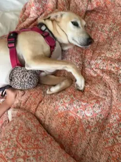 bradog 