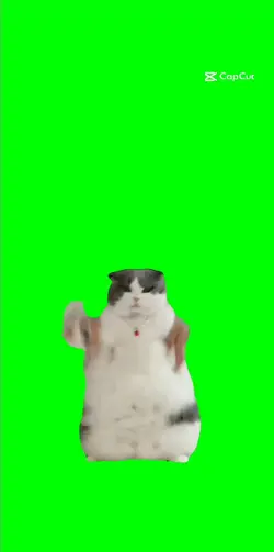 même cat who dance
