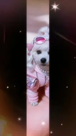 Adorable Mini Dog