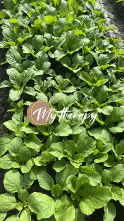 Garden My Therapy