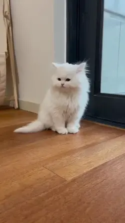lucu