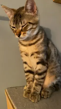 I Meow 